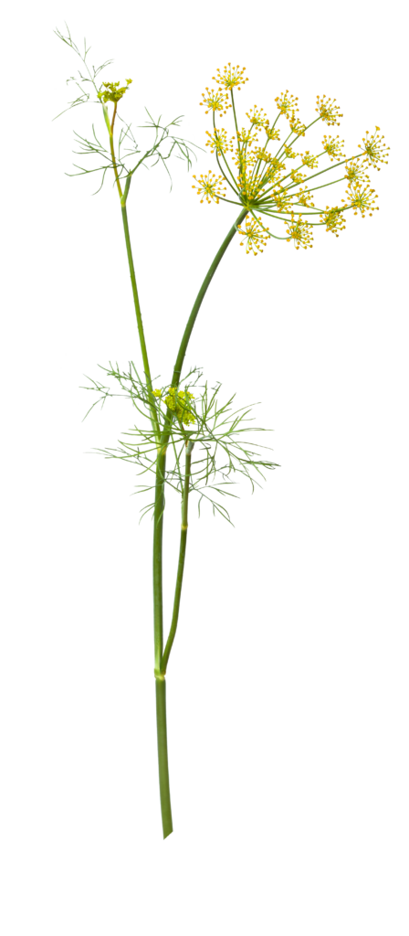 Der Fenchel (Foeniculum vulgare) ist eine heute weltweit verbreitete Gewürz-, Gemüse- und Heilpflanze.