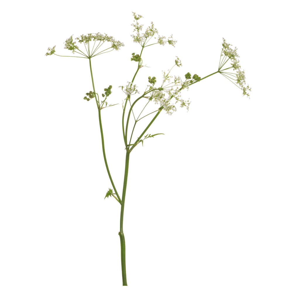 Der Kümmel (Carum Carvi) gehört zur Familie der Doldenblütler.