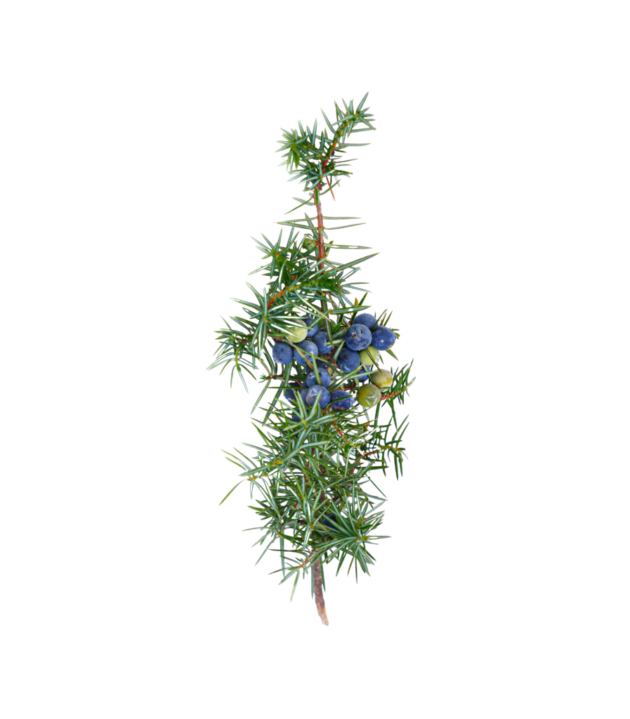 Wacholder (Juniperus) gehört zu den Zypressengewächsen. 