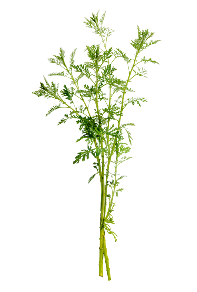Das Wermutkraut (Artemisia absinthium) gehört zur Gattung der Korbblütler.